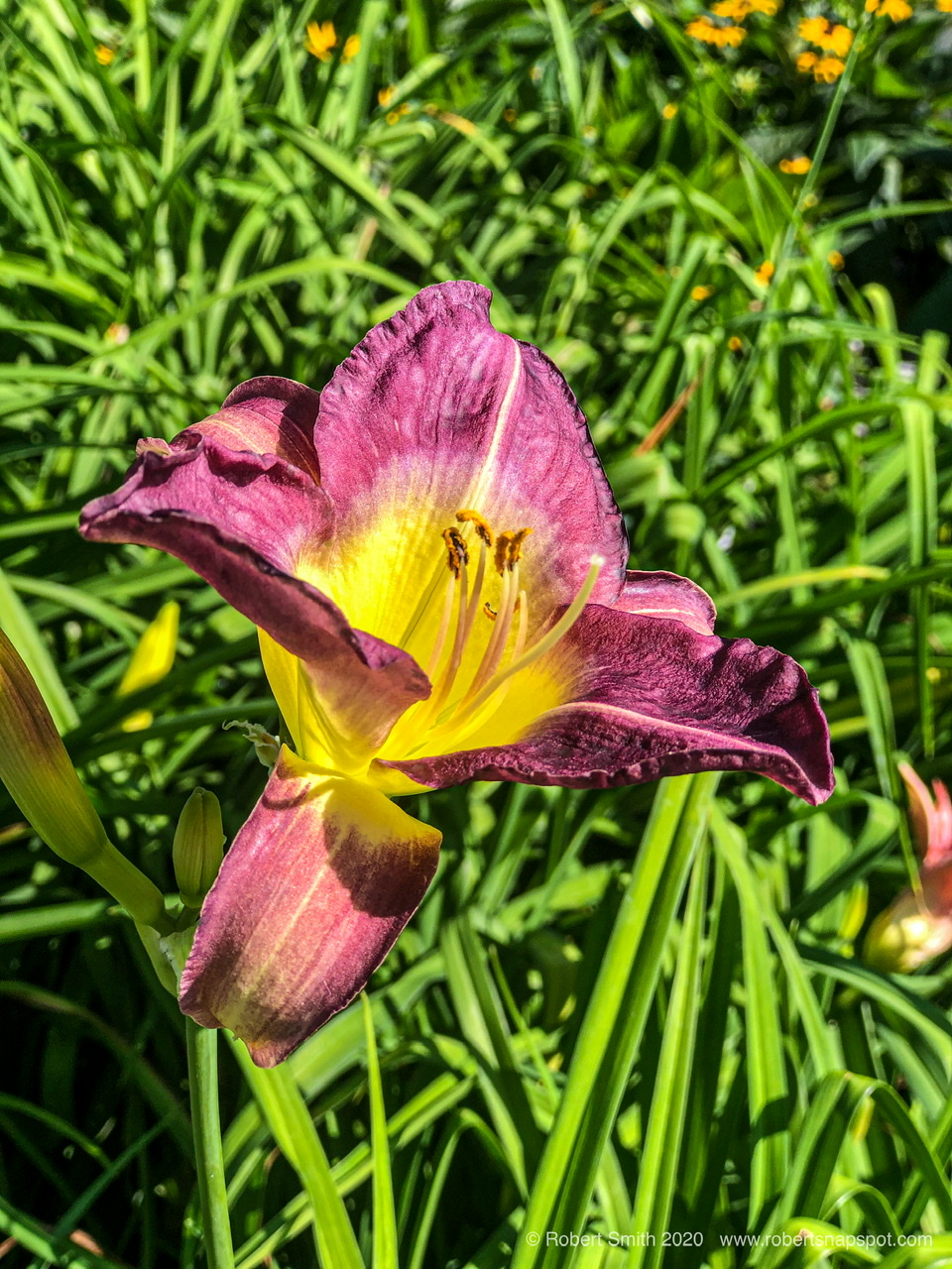 Flowers by Day 58: Daylilies