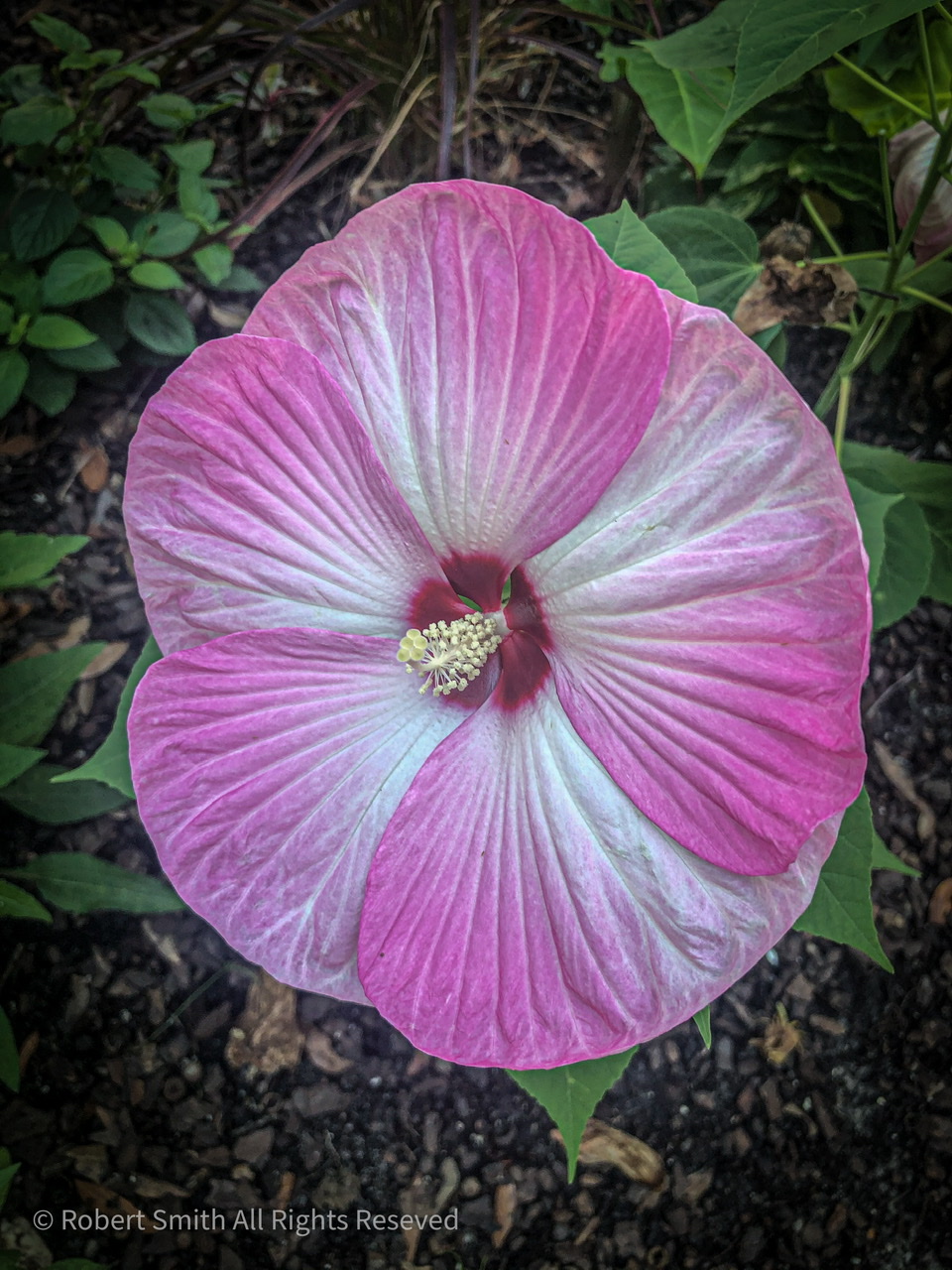 Cees Fun Foto Challenge: So Blooming Beautiful!