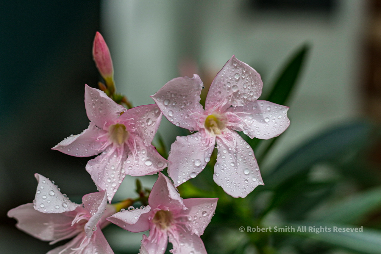Sunday Snap June 28, 2020: Dew on the Petals