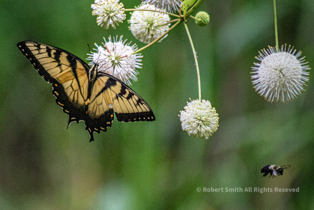 Friday Flowers: Bees, Butterflies and Button Bush.