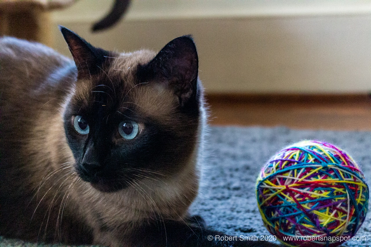 Five Minutes with Boopers and a Ball of Yarn
