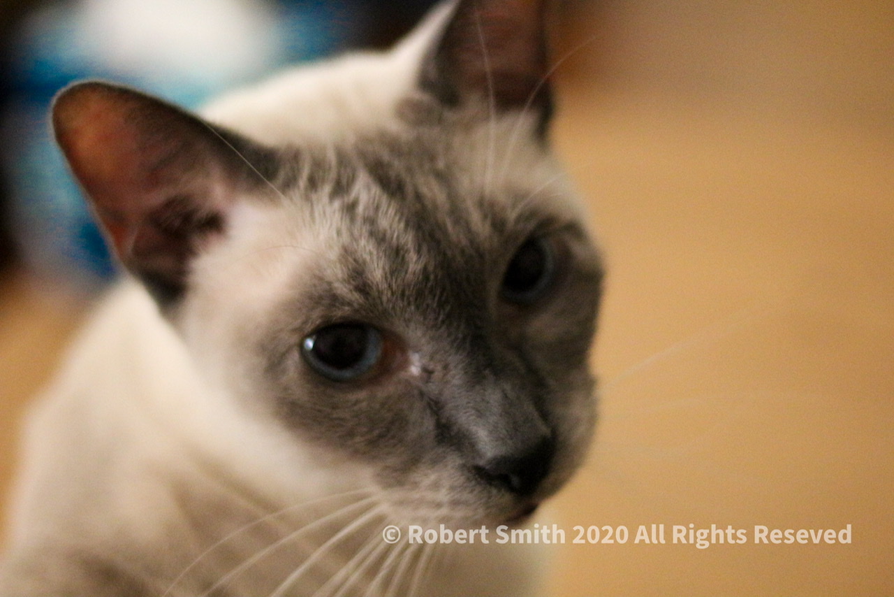 Tails of the Kitty: Where’s my cat chow?