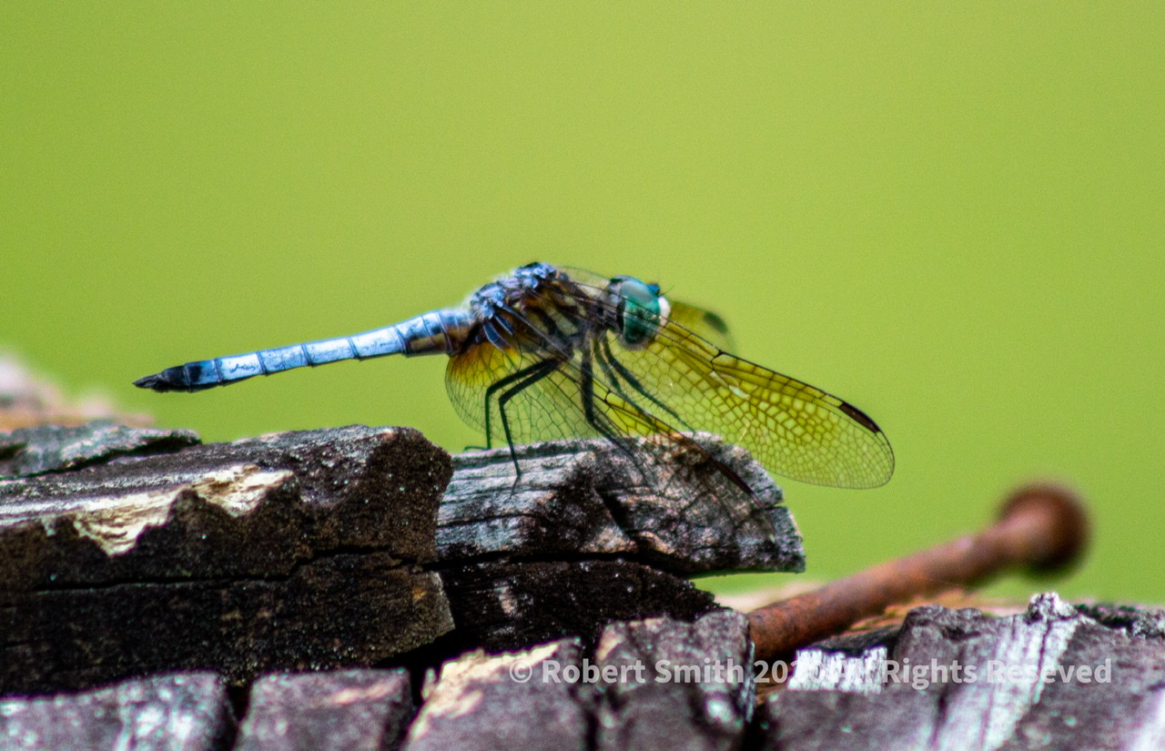 Macro Monday: Dragonfly by the Springs