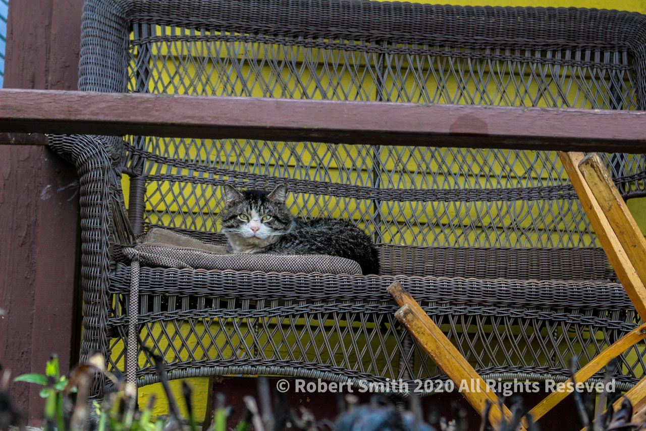 Hello Kitty: Porch Kitty, Old Forth Ward