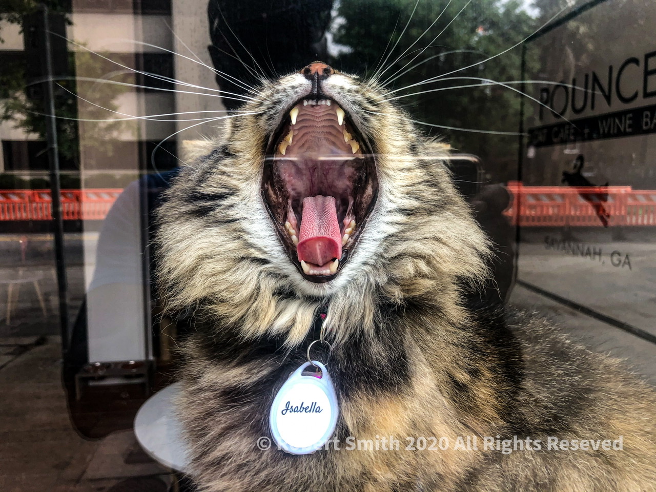 Hear the Silent Roar of Isabella!