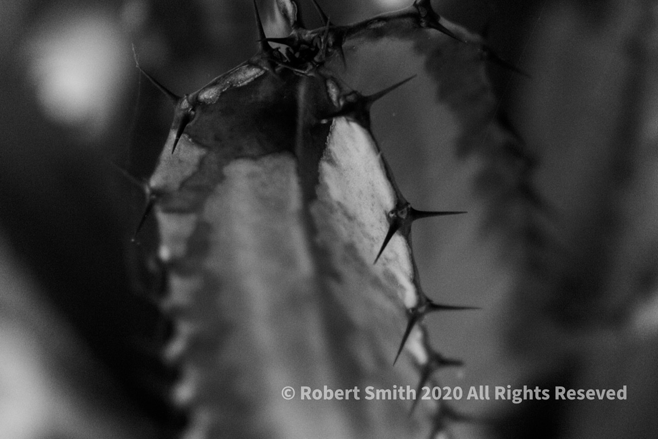 Cees Black and White Photo Challenge: Cactus Needles