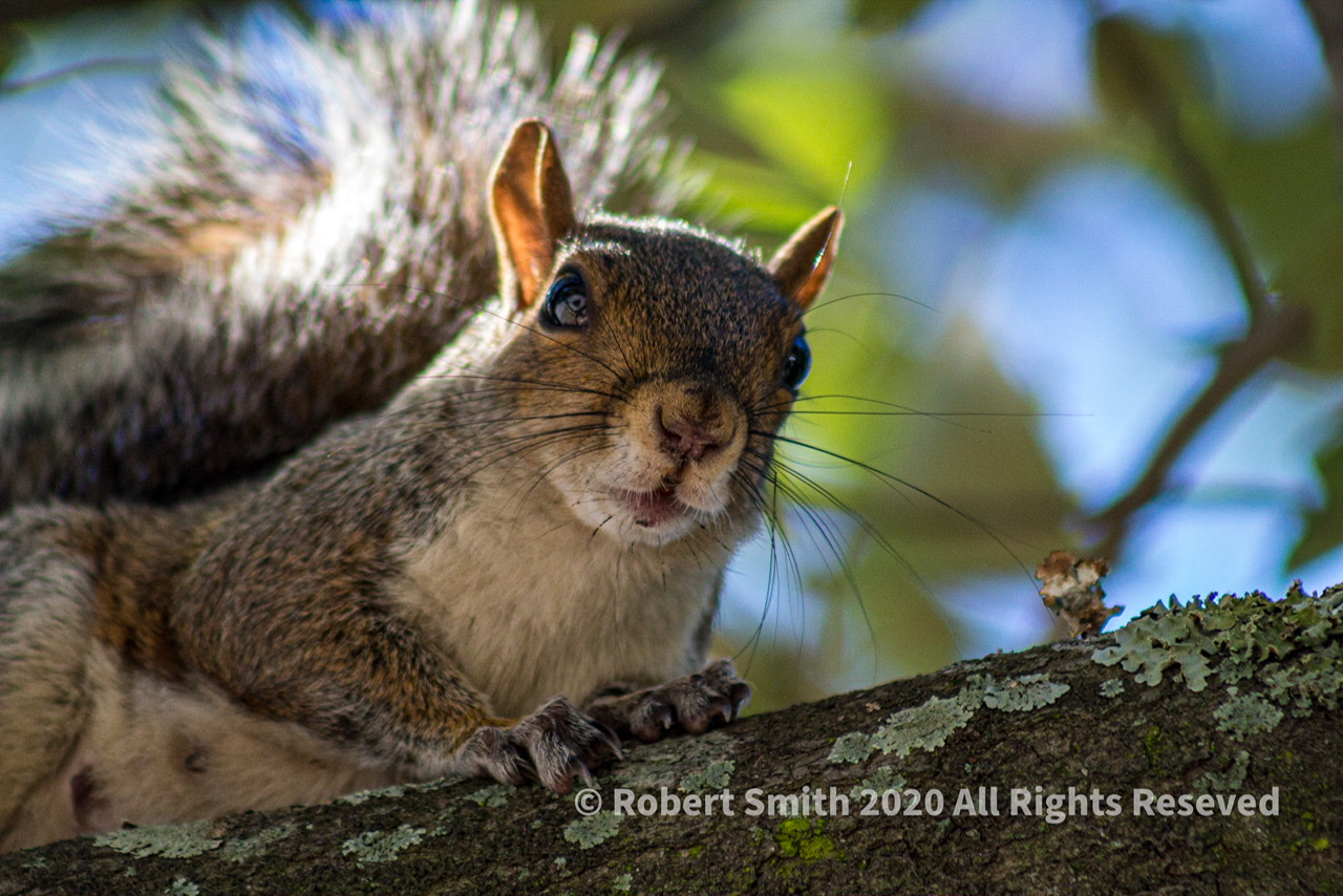 A Photo A Week Challenge: Squirrly’s World