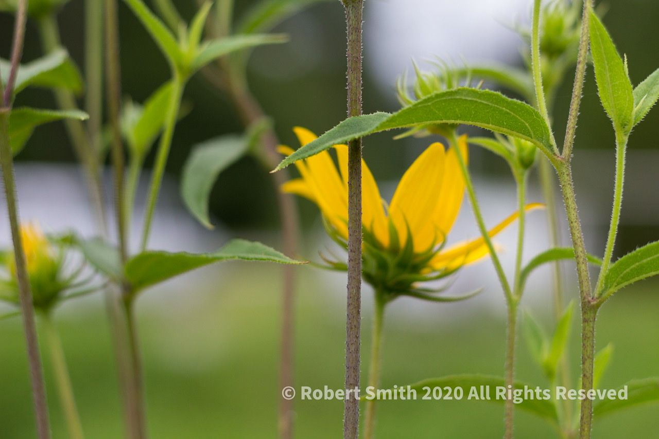 Friday Flowers: Wildlife Refuge Wildflowers