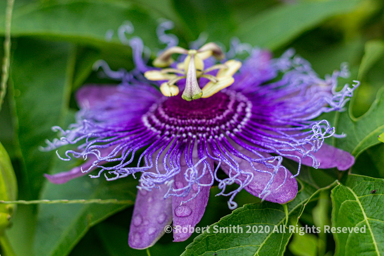 Friday Flowers: Purple Passion