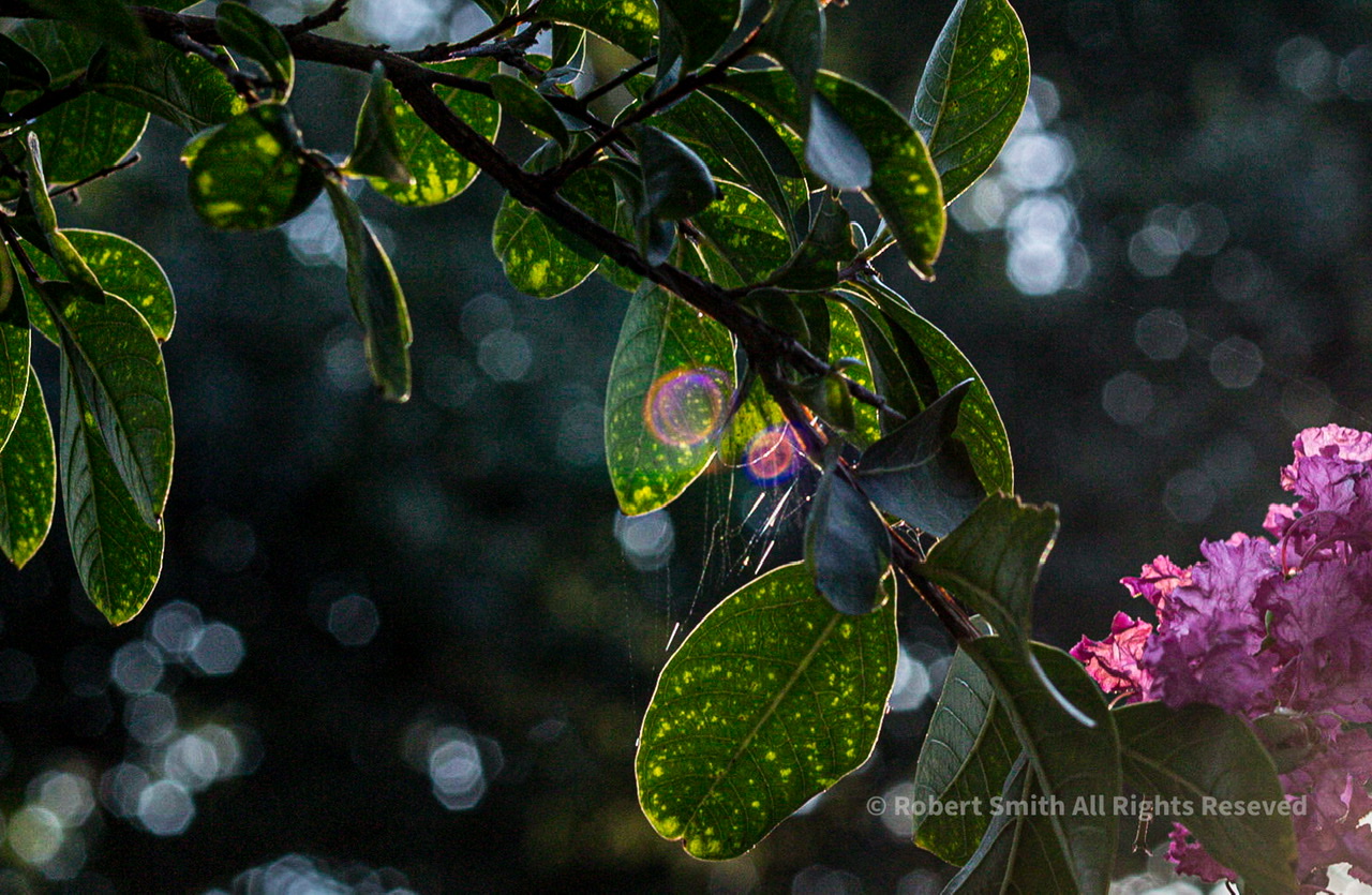 Friday Flowers: Fairest View