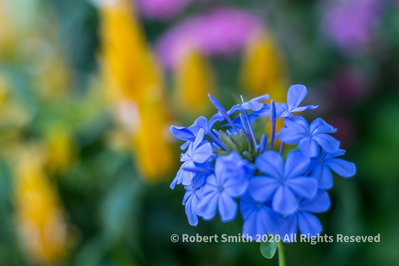 Friday Flowers: Flowers at 50mm