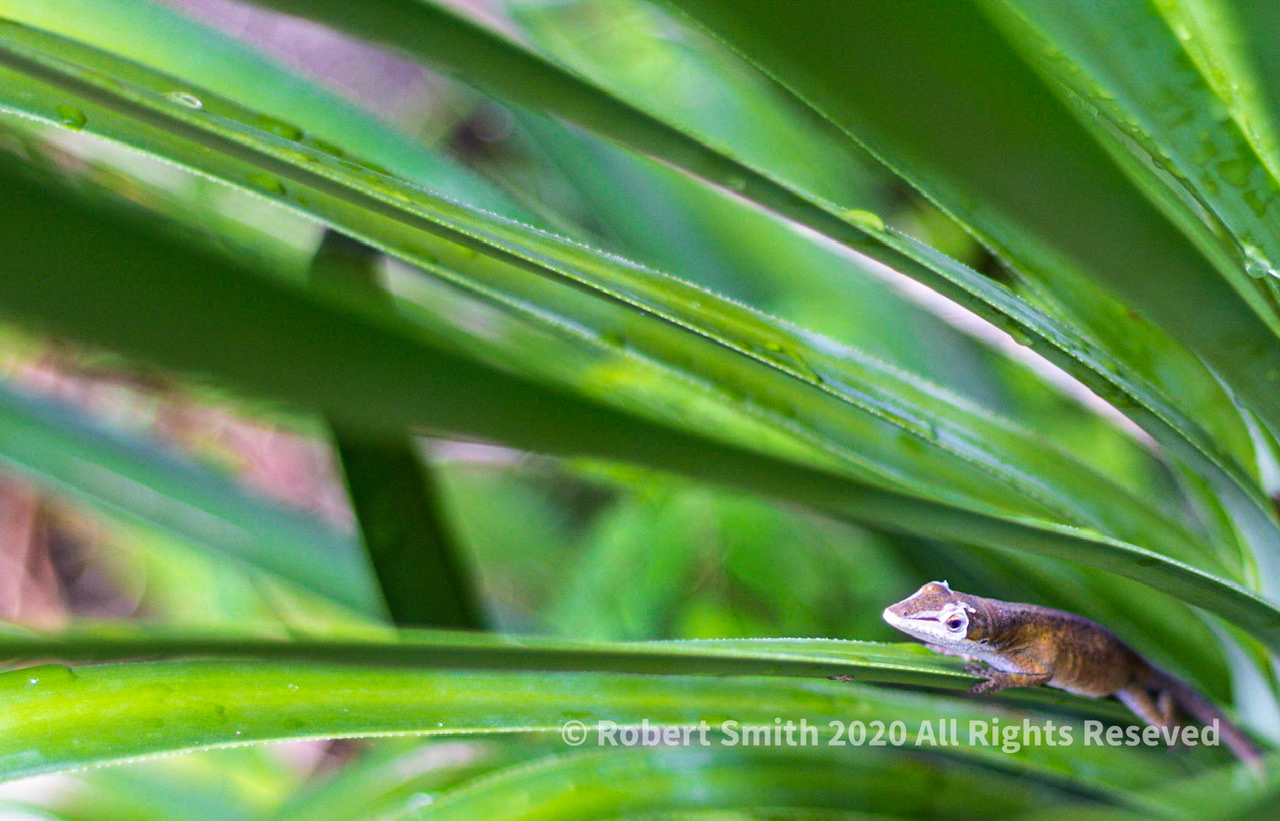Macro Monday: This guy is not shy!