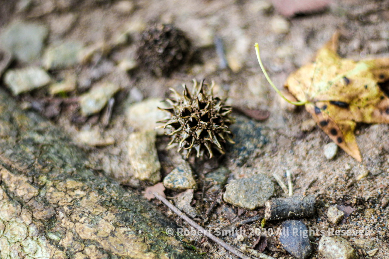 Wordless Wednesday: Fallen Nature