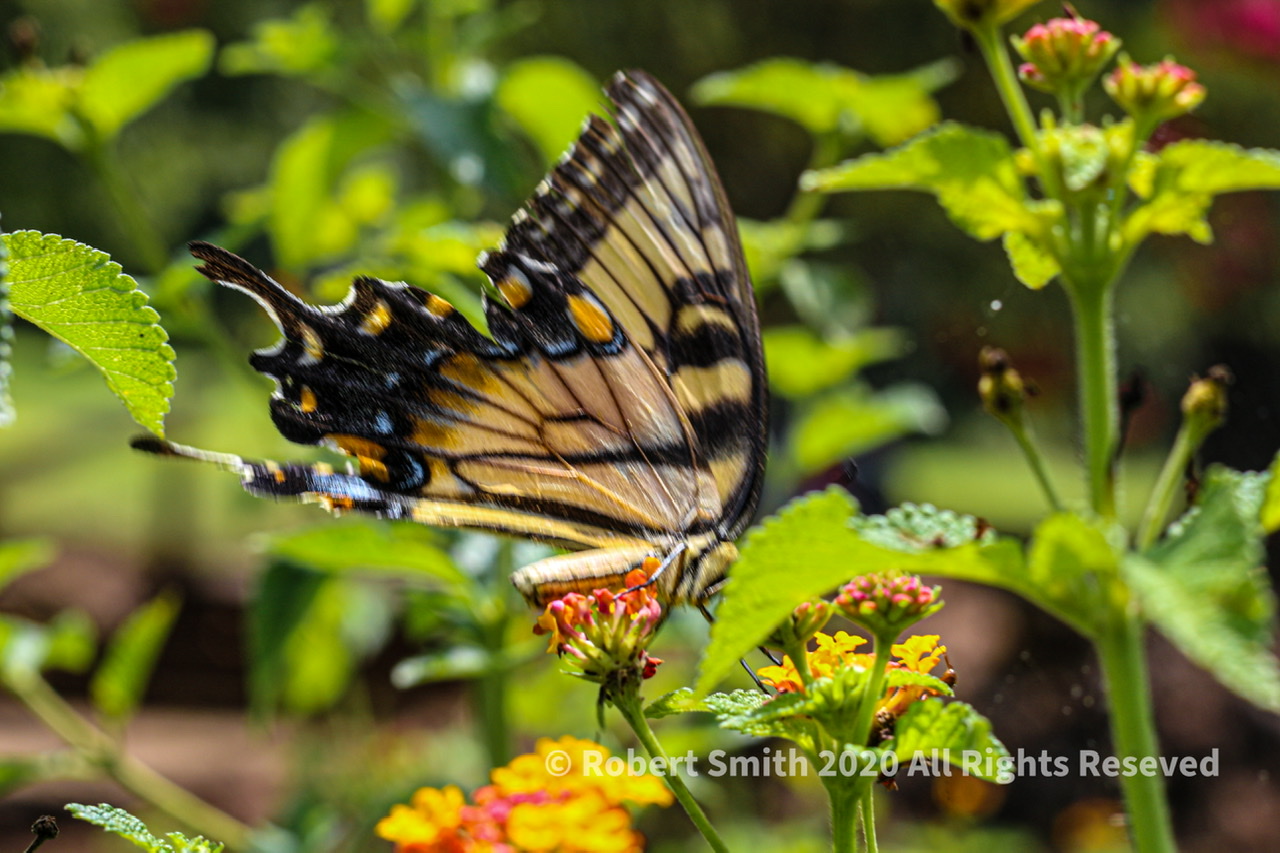 Flutter by Watson Mill Bridge State Park Canon 50mm