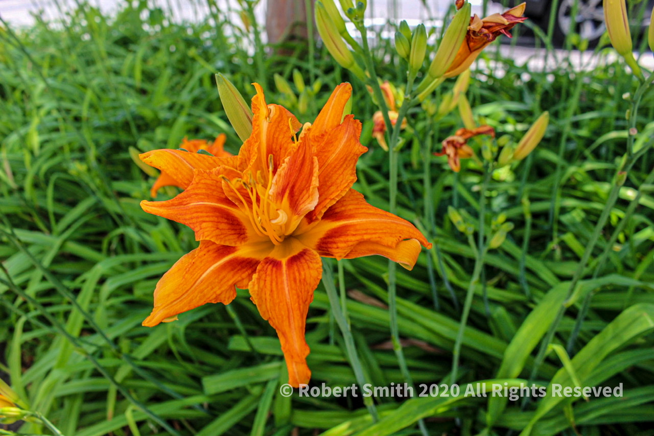 Natural beauty in Orange