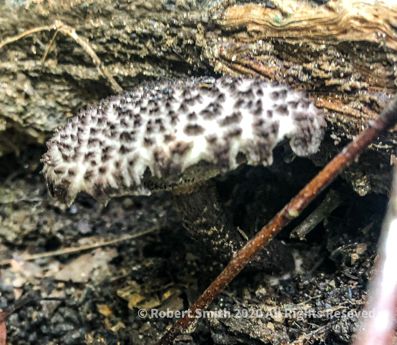 Toadstool Tuesday: Lake Hartwell State Park