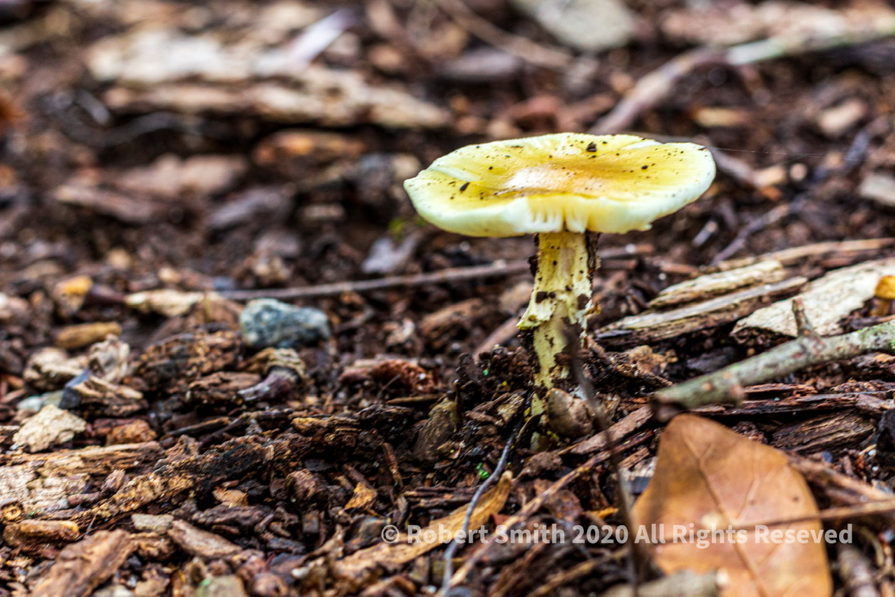Friday Fungi: Maybe Amanita