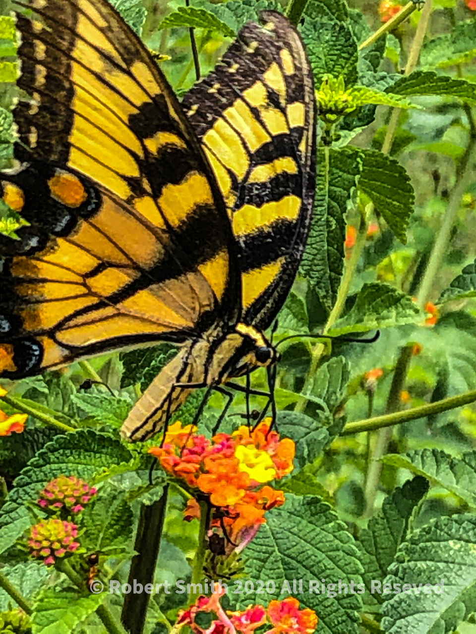 Flutter by Watson Mill Bridge State Park iPhone