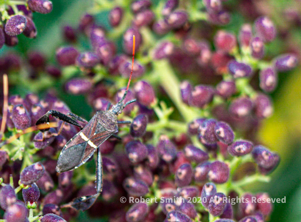 Macro Monday: Walking on Flowers with Berries