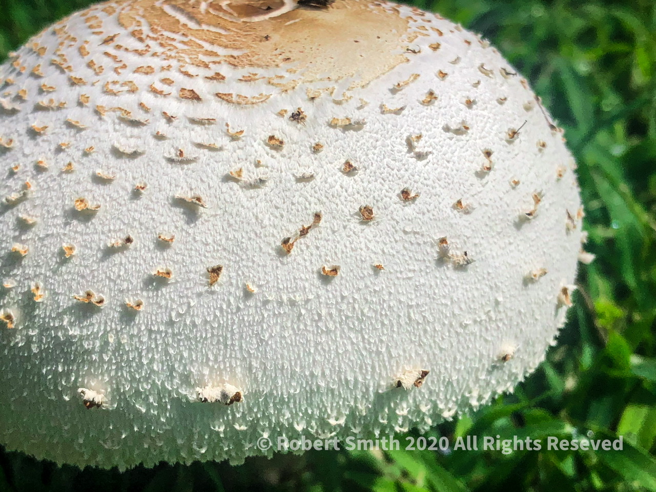 Friday Fungi: National Parks Edition