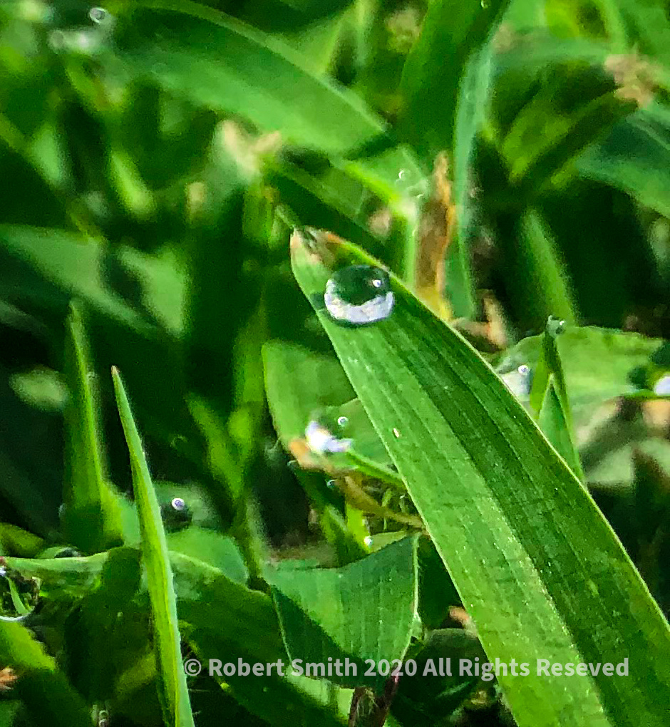 Macro Monday: Balanced on Blades of Grass