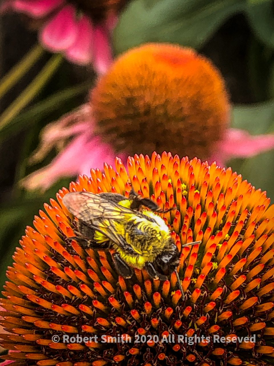 Macro Monday: Bee There