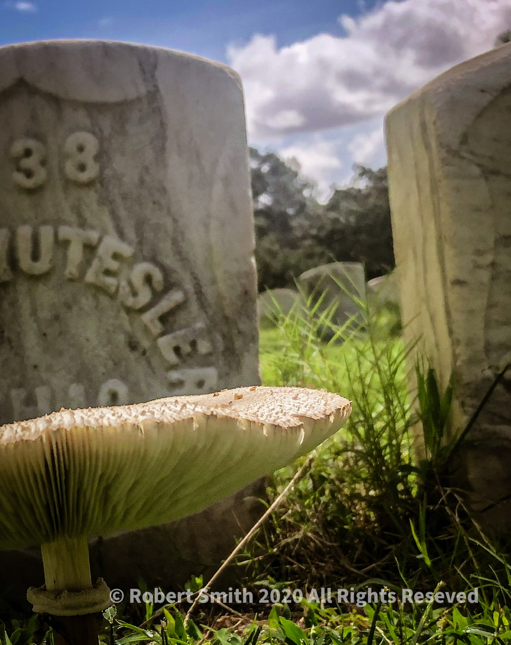 Toadstool Tuesday: National Cemetery Edition