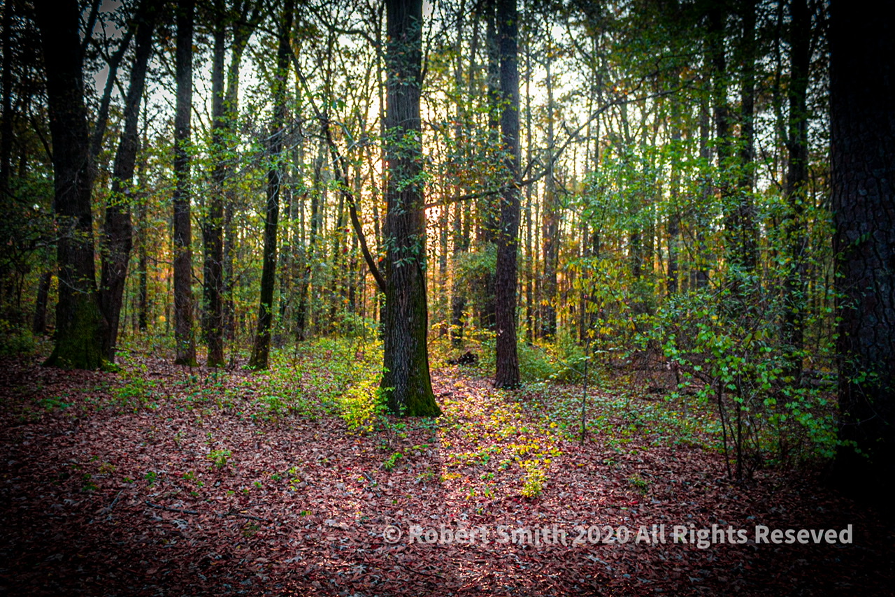 Sunset through a Forest