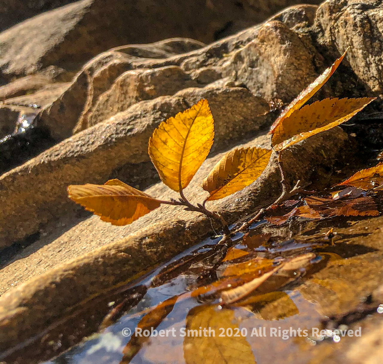 Leaves in a Natural Spring
