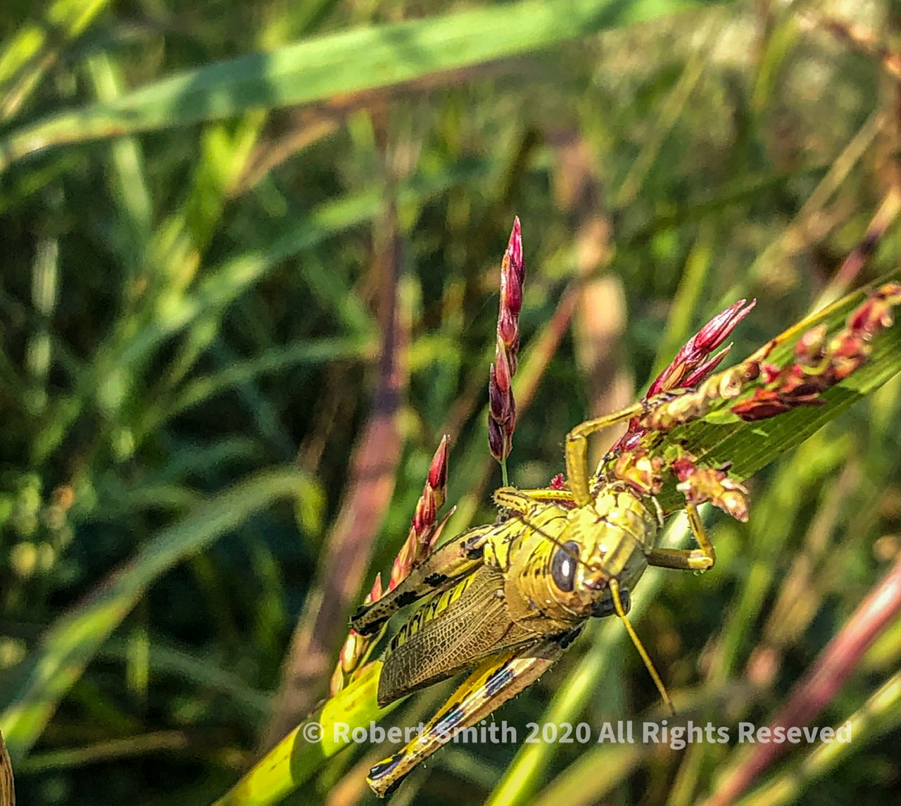 Wordless Wednesday: Early to lunch