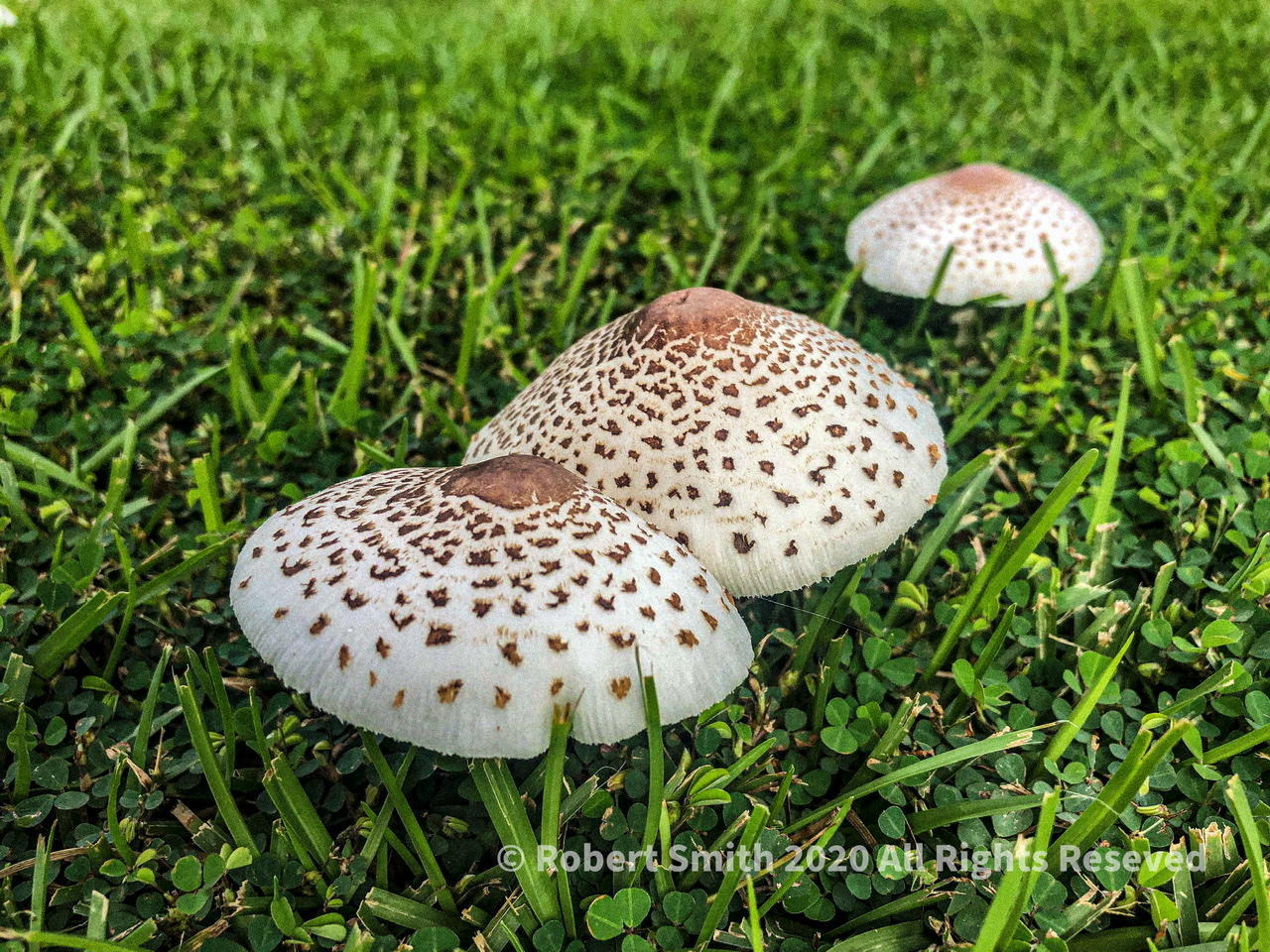 Throwback Thursday Friday Fungi: Amongst the Clover