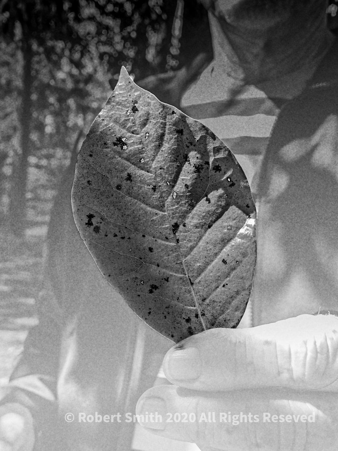 Photography: Photoshop, GritLens, Leaf in Hand