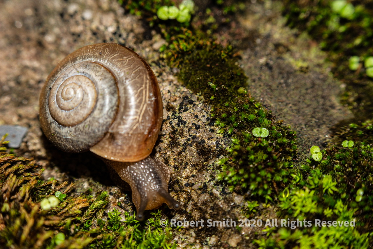 The Macro World: How small their world #3