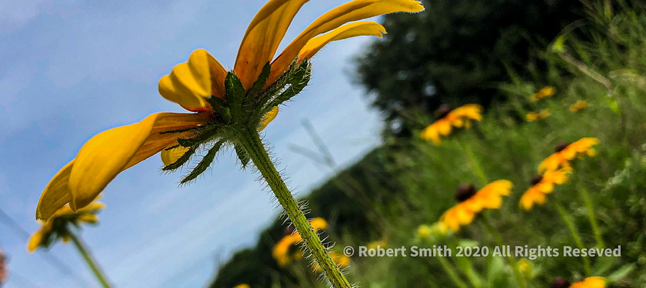 Six Word Saturday: Black-eyed-Susan field near Trail