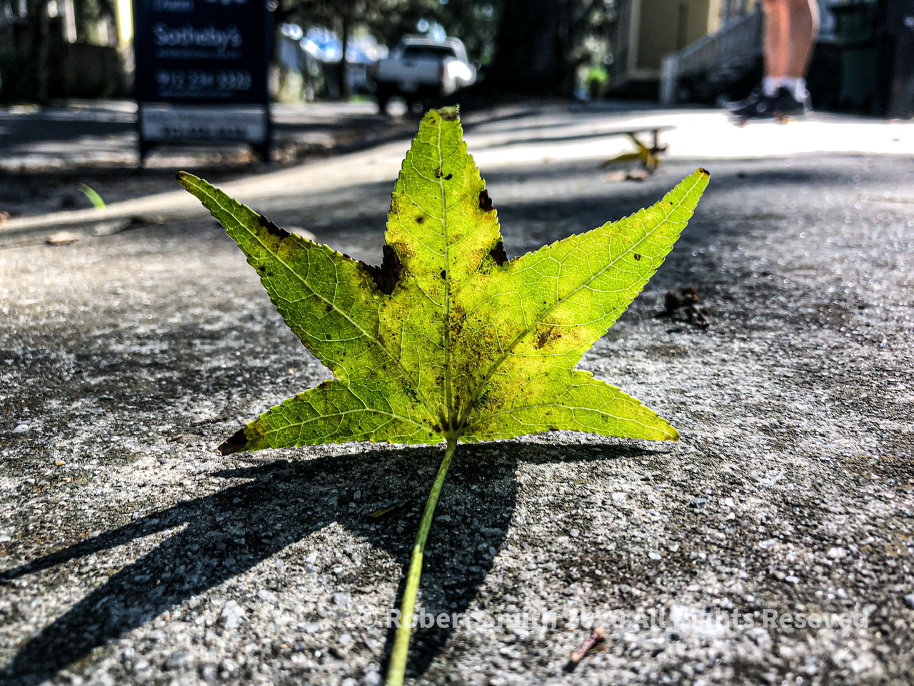 Wordless Wednesday: Fallen Joy