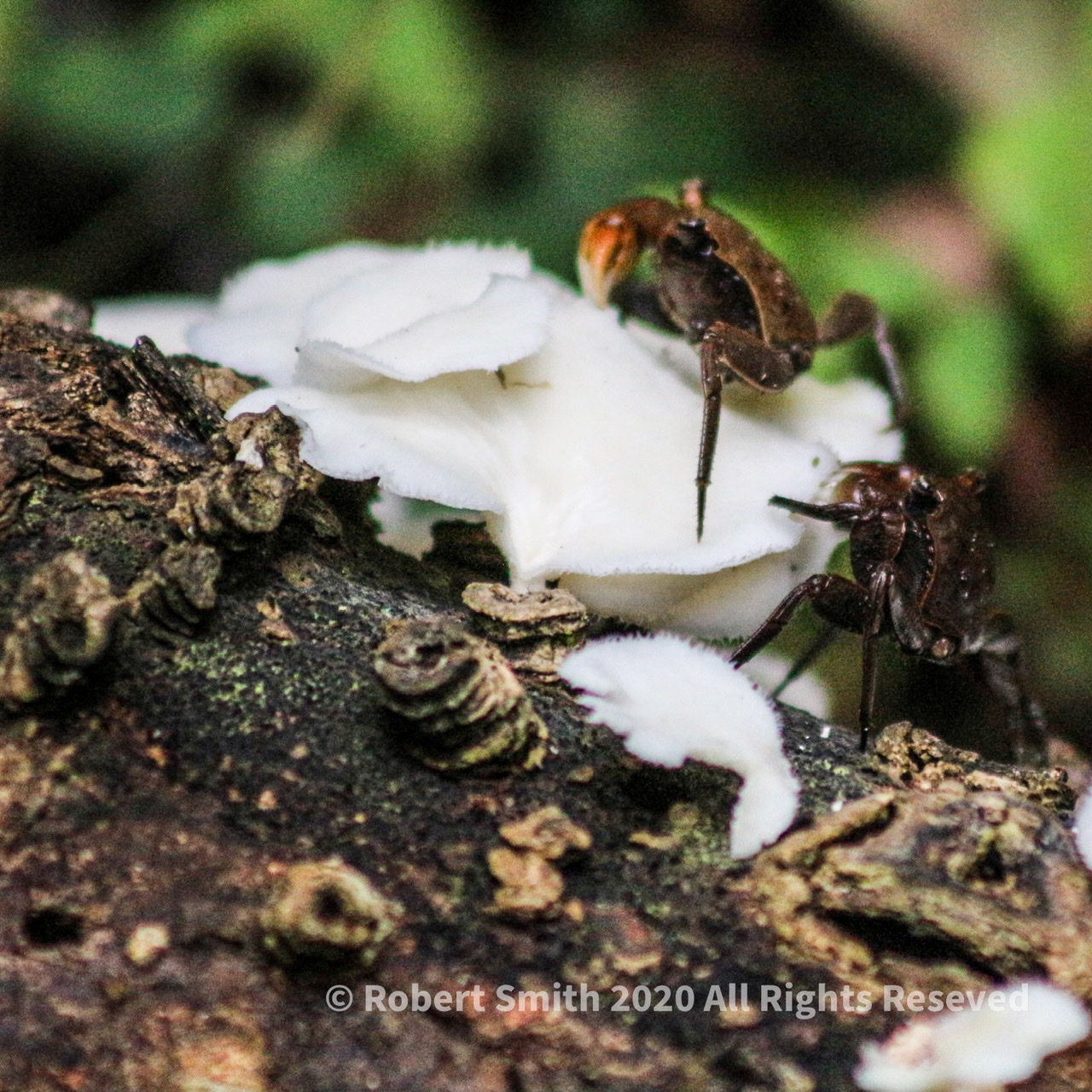 Toadstool Tuesday: A Kind of Shroom