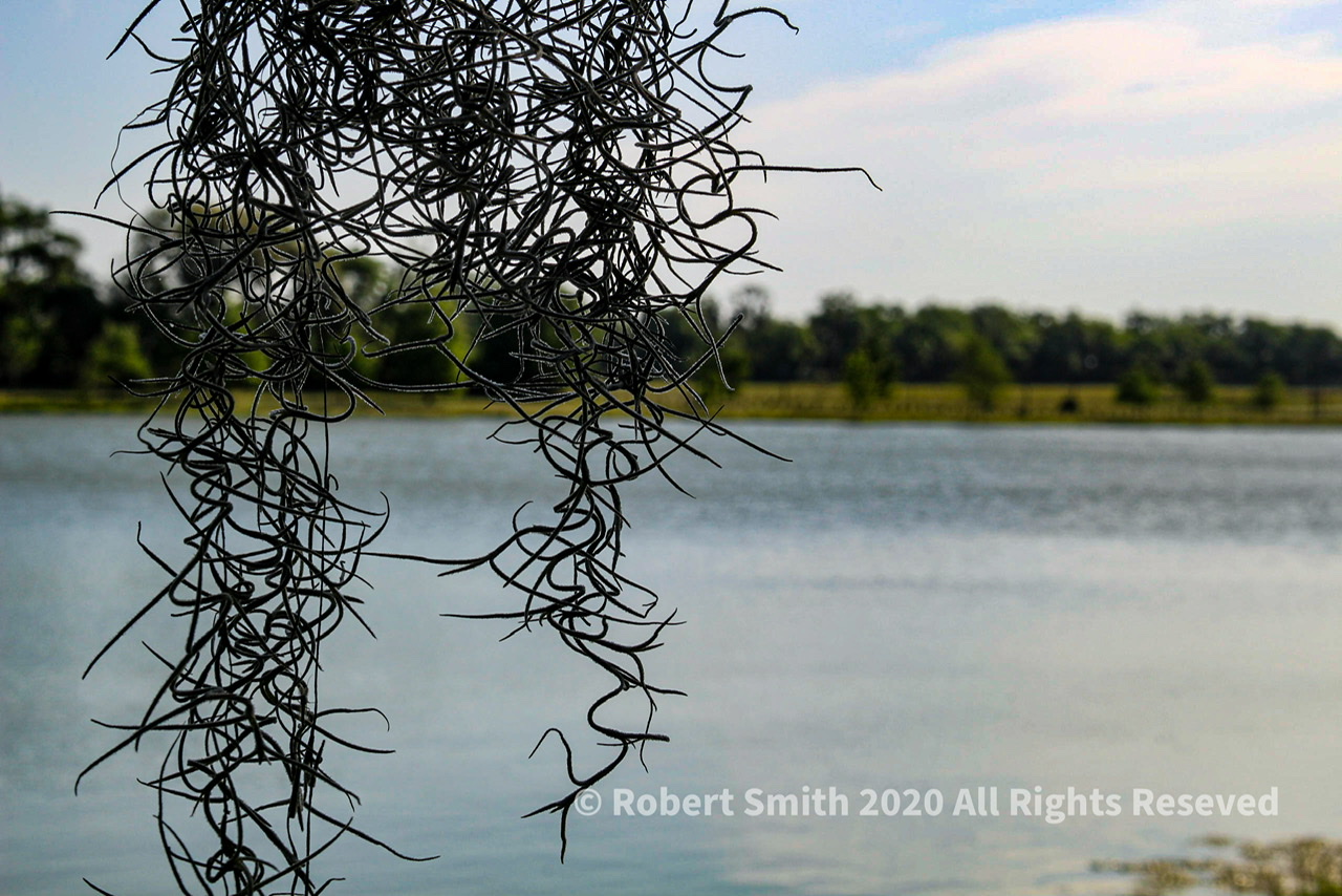 Viewing the pond