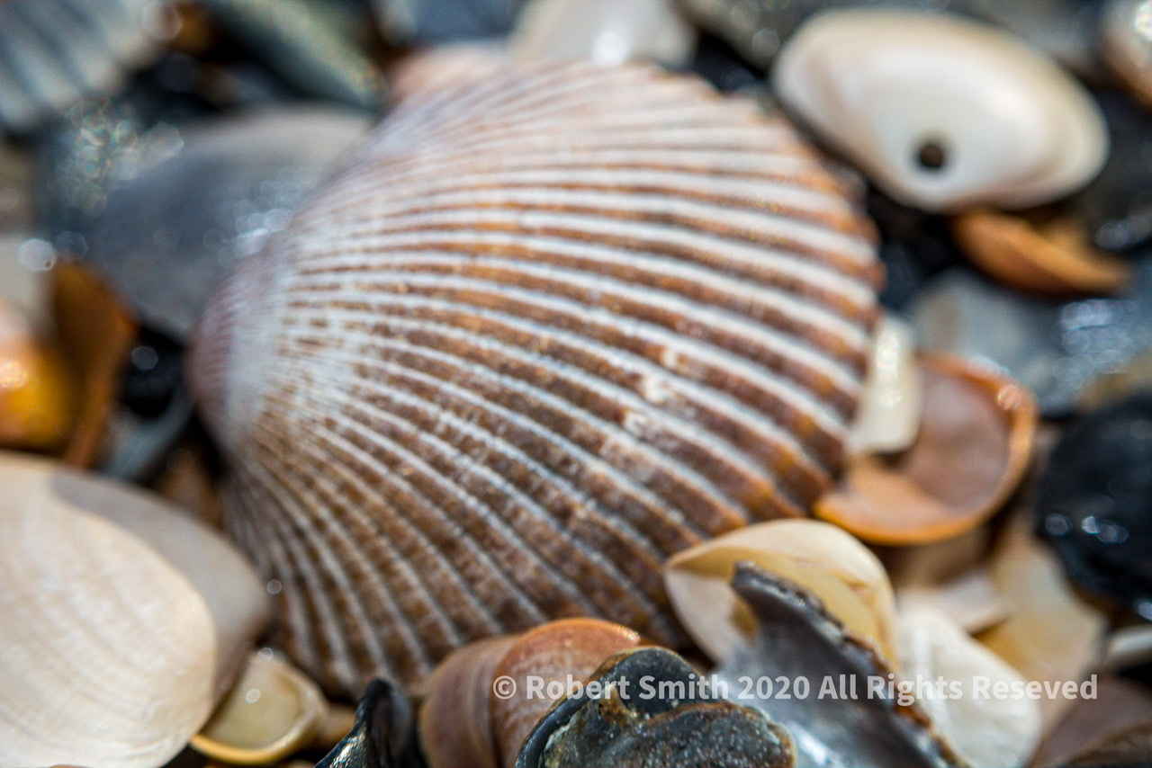 Sunday Stills: SeaShells by the Seashore