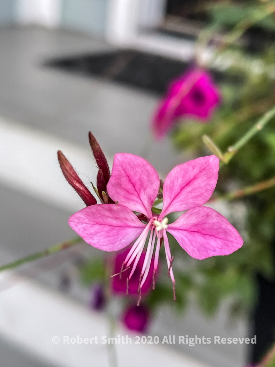 A Week of Flowers: Day 7 Beeblossom