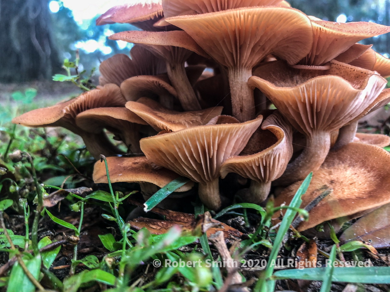 Friday Fungi: Mushroom Condo
