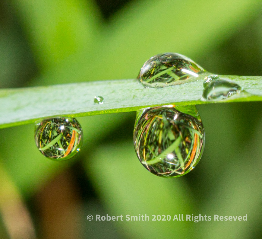 The Macro World: Raindrop Photography #1