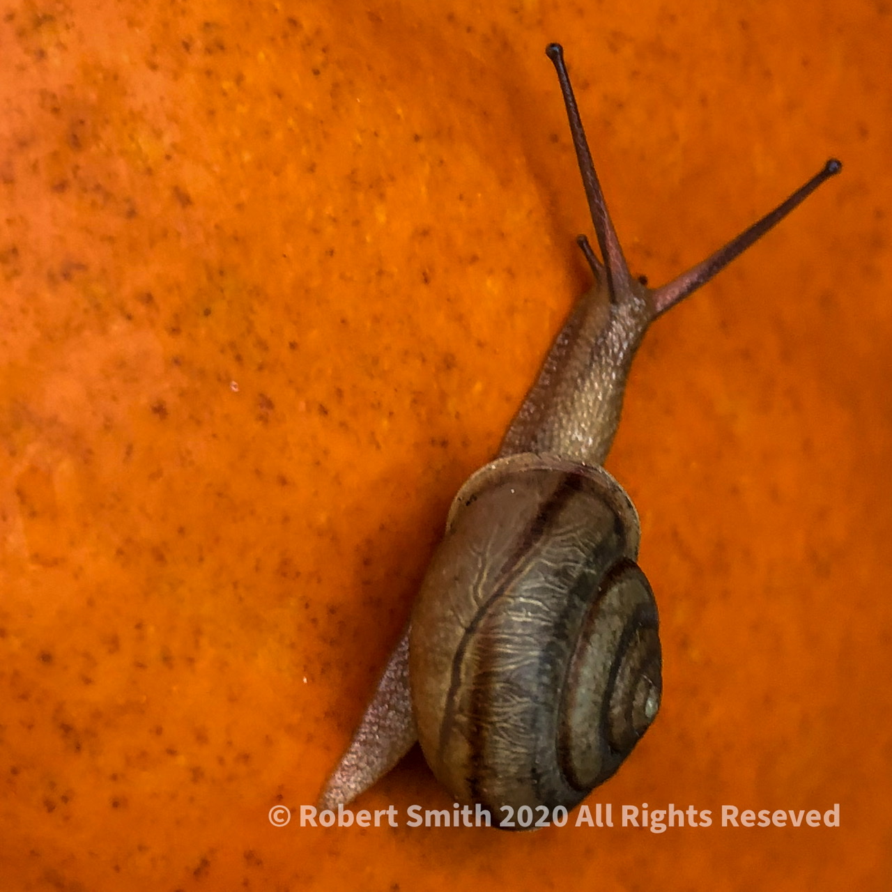 The Macro World: The Snail and the Pumpkin #1