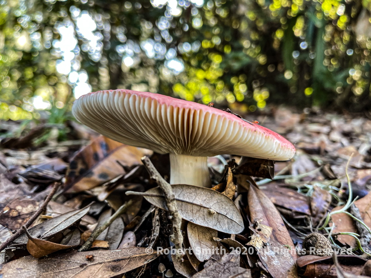 Friday Fungi: Red Cap