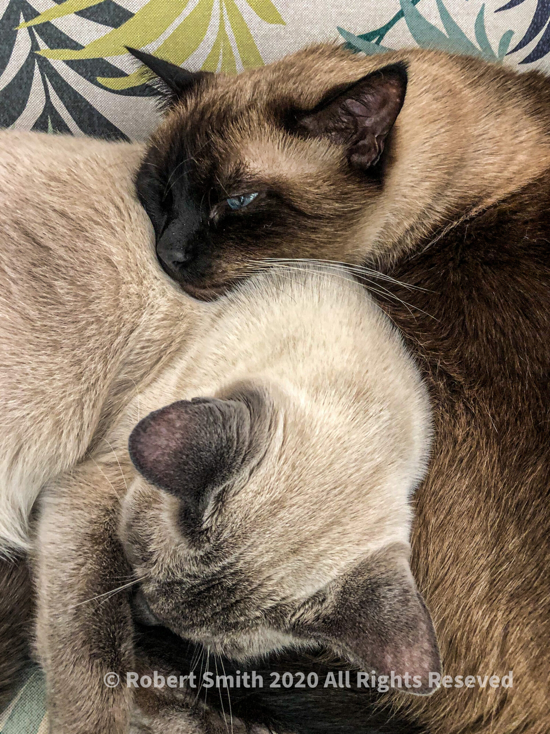 Last photo I took in October 2020: Cuddled Together