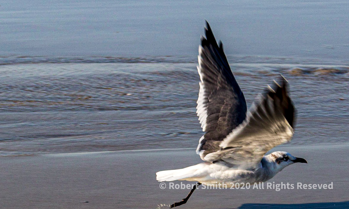 Silent Sunday: One Leg, Shadow, Reflection, Bird