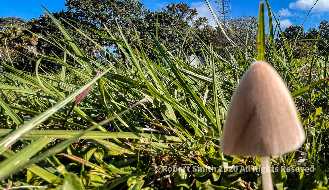 Toadstool Tuesday: Amongst the Grasses