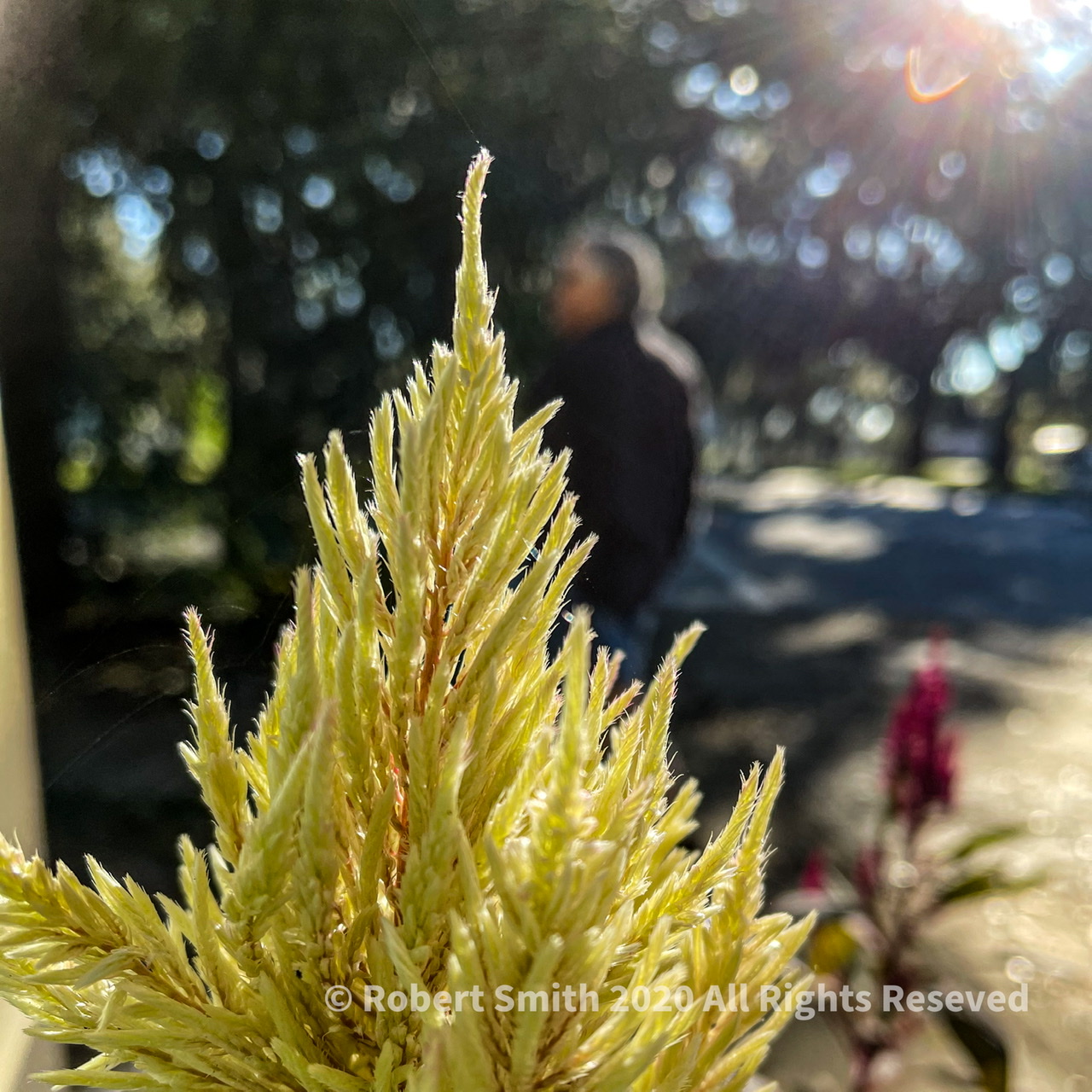 Sunday Snap Nov 15, 2020: Morning Optimism