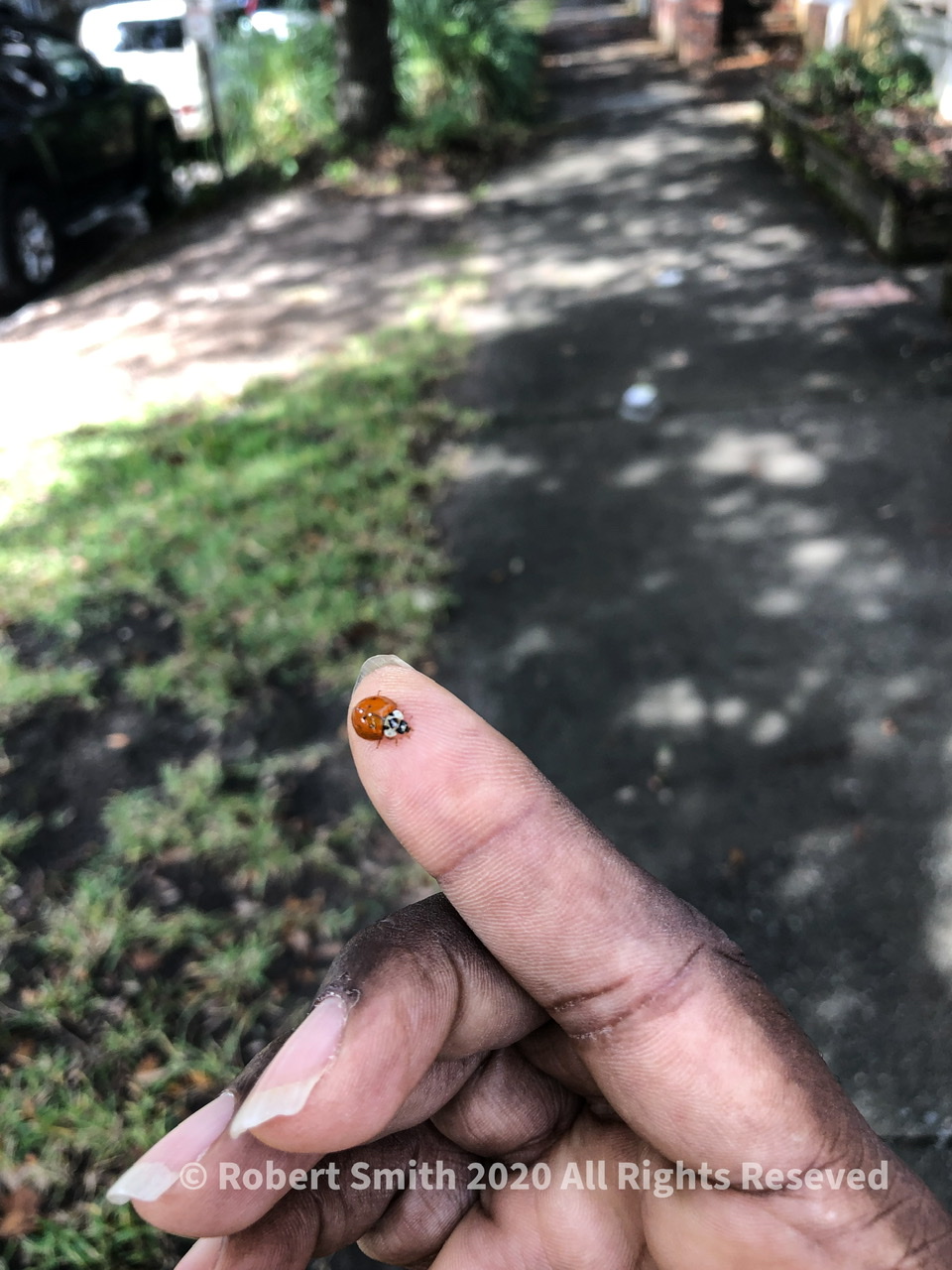 Sunday Snap Nov 8, 2020: Fingerprints and Ladybugs