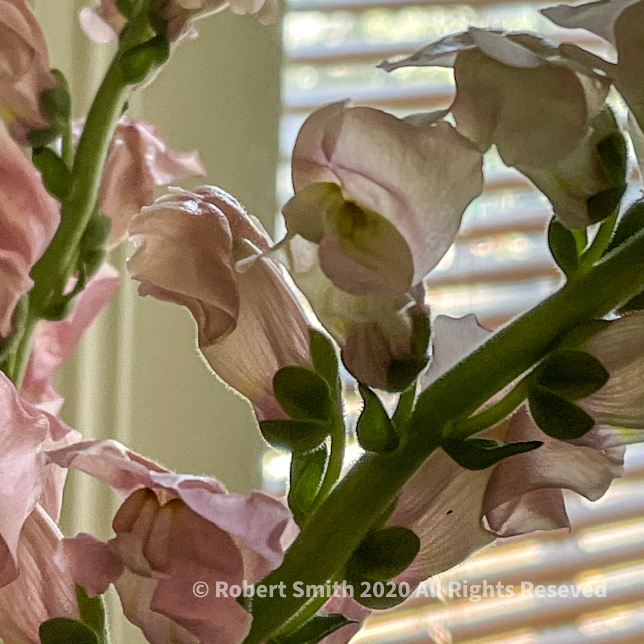 Friday Flowers: SnapDragons