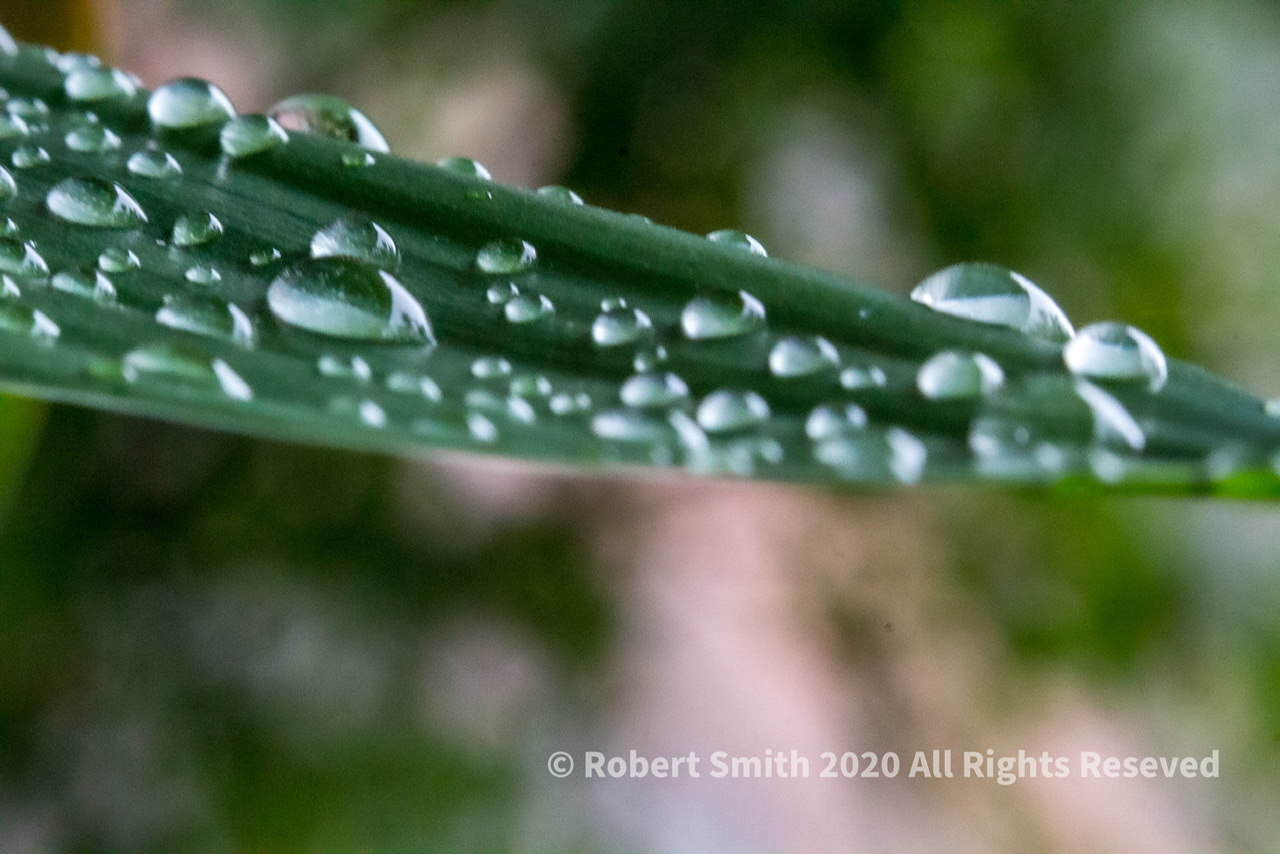The Macro World: Raindrop Photography #5